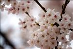 Cherry blossoms (Jinhae, South Korea)